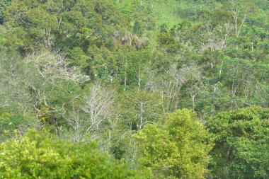 Ağaç gövdeleri beyaz görünen orman yaprakları yeşil, sarı, gri ve kahverengi