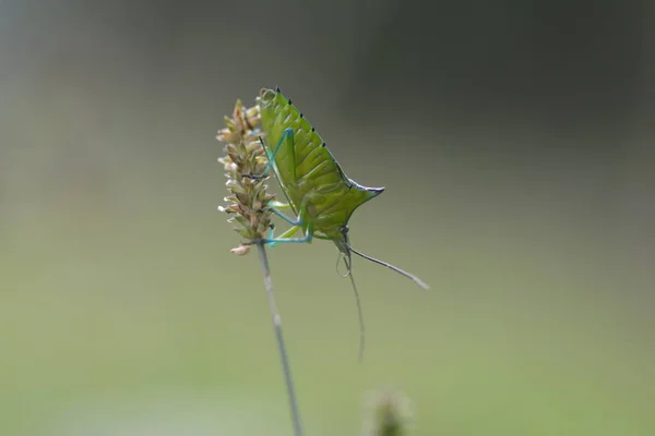 Eine Grüne Stinkwanze Die Auf Einer Wildpflanze Steht — Stockfoto
