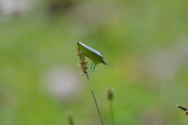 Green Stink Bug Standing Wild Plant — Stock Photo, Image