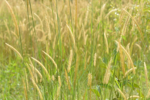 stock image thatch grass (Pennisetum), tall-stemmed with yellow flowers, grows abundantly and abundantly