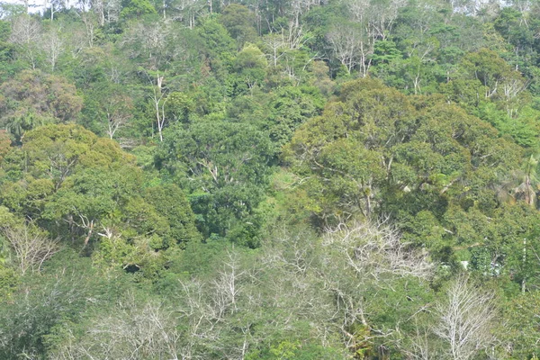 Ağaç Gövdeleri Beyaz Görünen Orman Yaprakları Yeşil Sarı Gri Kahverengi — Stok fotoğraf