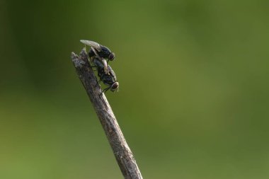 Çiftleşen sinekler kuru dallara tünemiş.