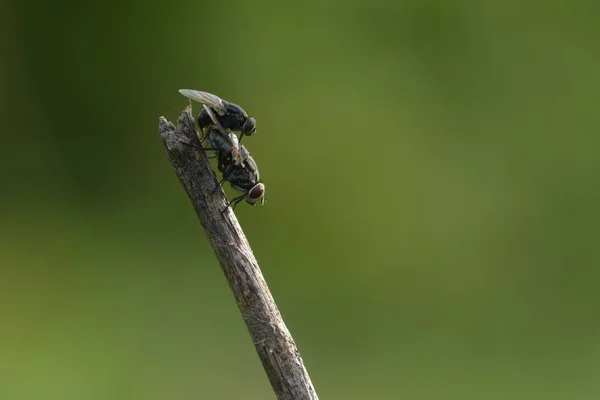 Menyamakan Lalat Bertengger Pada Ranting Kering — Stok Foto