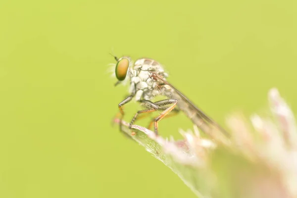 Perampok Terbang Serangga Yang Bertengger Daun Tanaman Liar — Stok Foto