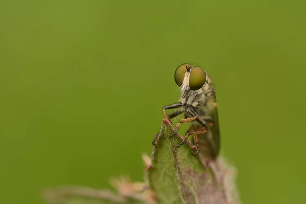 robber fly insect that perches on the leaves of wild plants