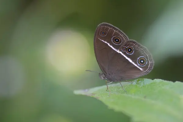 Motyle Usiadłe Liściach Dzikich Roślin Lesie — Zdjęcie stockowe