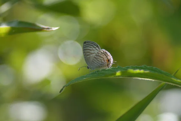 Schmetterlinge Sitzen Auf Den Blättern Von Wildpflanzen Wald — Stockfoto