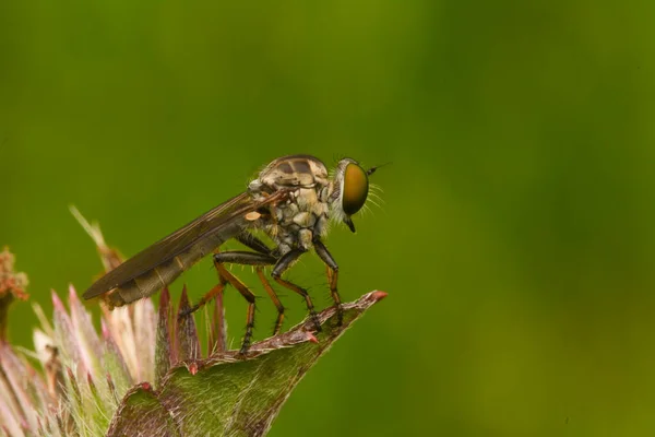 robber fly insect that perches on the leaves of wild plants