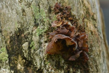 Ağaç gövdelerinde yetişen yabani mantarlar, kahverengi mantarlar