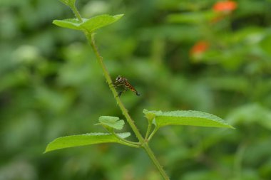 Soyguncu böcekler yapraklara tünemiş.