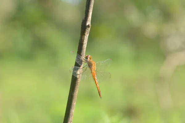 Dragonfly Perched Dry Branch Tree — Stock Photo, Image
