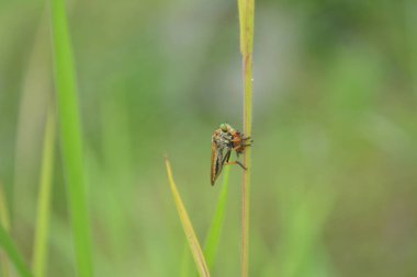 Hırsız sineği başka bir böceği yiyor.