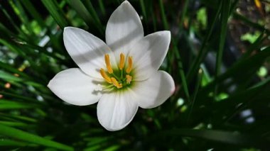 rain lily with the scientific name Zephyranthes minuta, white in the breeze