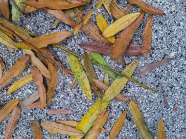 Surabaya-29 Kasım 2023: Kırmızı aslan paketi reklamı yeşil akordeon kapısının önüne kondu. Aslan Paketi, Aslan Grubu 'nun bir parçası olan bir keşif ve lojistik servisidir..