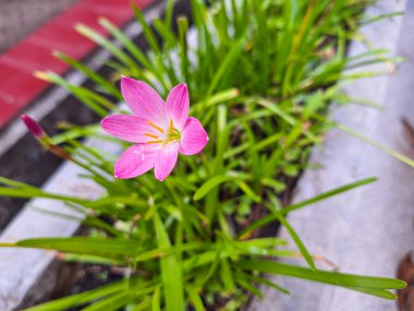 Beyaz arka planda olgun hazır eriştelerin en iyi görüntüsü.