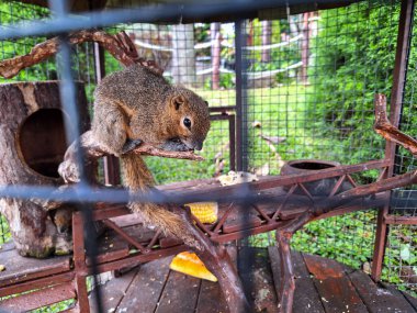 Cimory Mandırası Prigen 'da tutulan çayır köpekleri ve sincaplar gibi çeşitli hayvanların fotoğrafları.