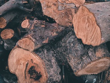 Kesik ağaç gövdelerini gösteren bir fotoğraf, arka plan olarak uygun..