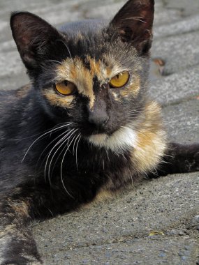 Photo of several cats, each with their own various fur color, looking at it intently. clipart