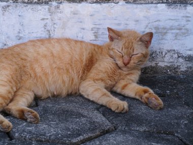 Asık bir kedi bahçede uyuyor..