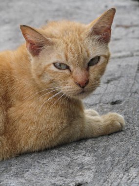 Birkaç kedinin fotoğrafı, her birinin farklı kürk renkleri var, dikkatlice bakıyorlar..