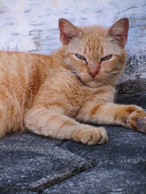 Tawny kedi fotoğrafı bahçede ve sandalyede dinleniyor..