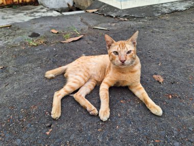 Portakallı Kedi öğleden sonra çok eğleniyor..