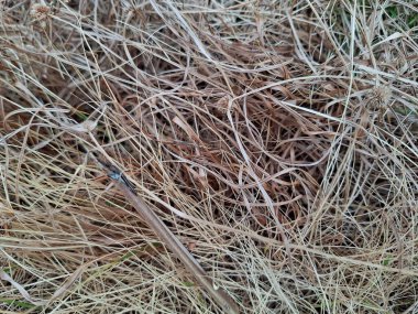 Pamuk gibi beyaz bulutlar ve yeşil yapraklarla mavi gökyüzü.