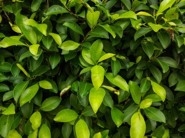 Bir demet yeşil yaprak arka plan olarak uygundur