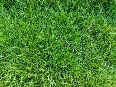 Bahçedeki yemyeşil çimenler arka plan görüntüsü olarak kullanmak için mükemmel.