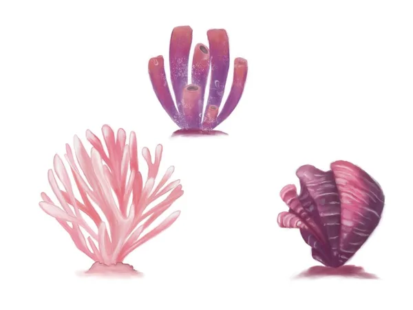 Illustrazione Dei Coralli Viola Oceanici Idee Icone Libri Bambini Arte — Foto Stock