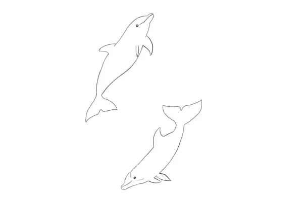 Черно Белая Графическая Иллюстрация Морских Дельфинов Идея Раскраски Книг Детского — стоковое фото