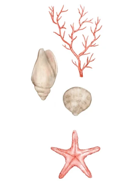 Ilustração Arte Dos Detalhes Conchas Oceânicas Ideia Para Adesivos Ícone — Fotografia de Stock