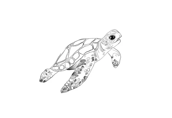 海龟的黑白插图 为书籍或儿童艺术着色的想法 — 图库照片
