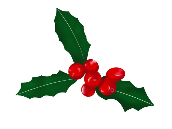Graphic Illustration Christmas Leaf Berries Hawthorn Idea Cartoon Books Art — Stock Photo, Image