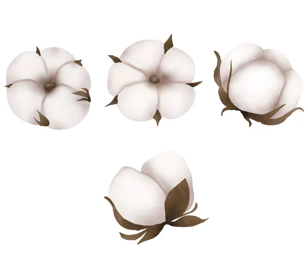Acquerello Raccolta Illustrazione Grafica Bianco Puro Cotone Eco Con Rami — Foto Stock