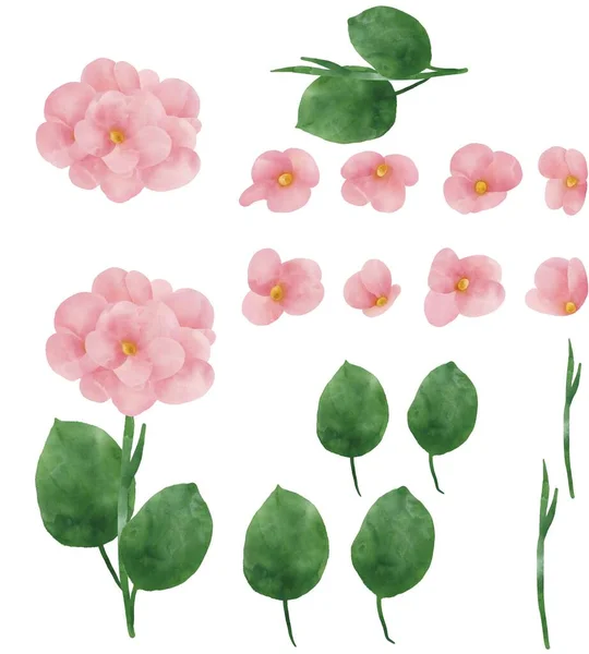 Akvarell Illusztráció Rózsaszín Szépség Virágok Zöld Levelek Összetétele Gyűjtemény Ötlet Stock Fotó