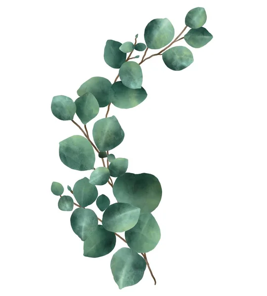 Akvarell Illustration Gröna Blad Eukalyptus Idé För Dekoration Konst Barnböcker Royaltyfria Stockbilder