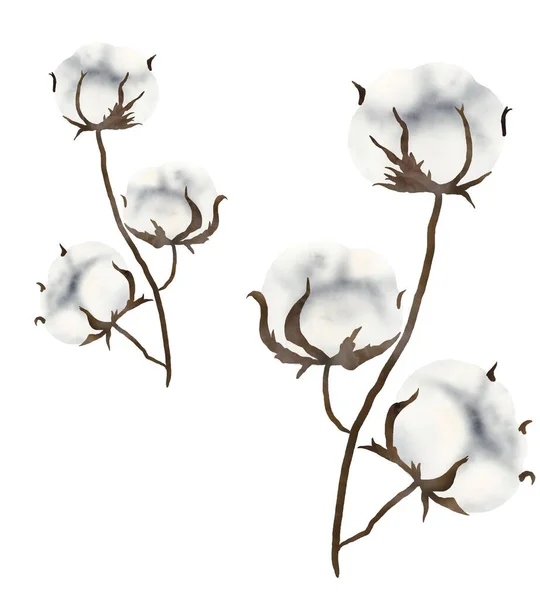 Aquarell Graphische Illustration Von Weißer Reiner Öko Baumwolle Mit Braunen Stockbild