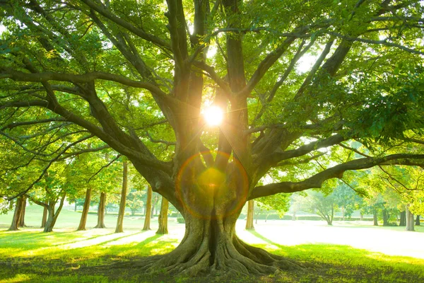 Tree Sunlight Garden — Stock Photo, Image