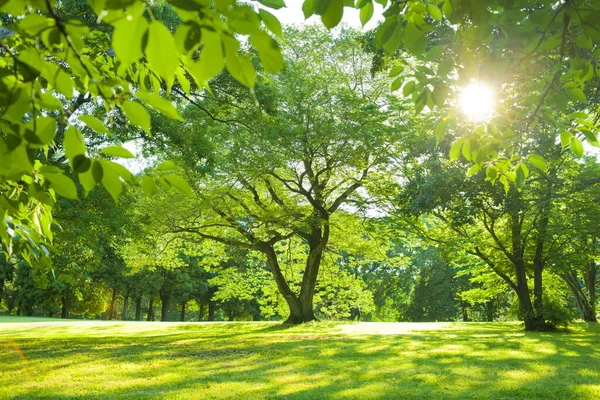 Árvore Luz Solar Jardim — Fotografia de Stock