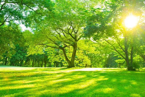Luz Solar Floresta Pela Manhã — Fotografia de Stock