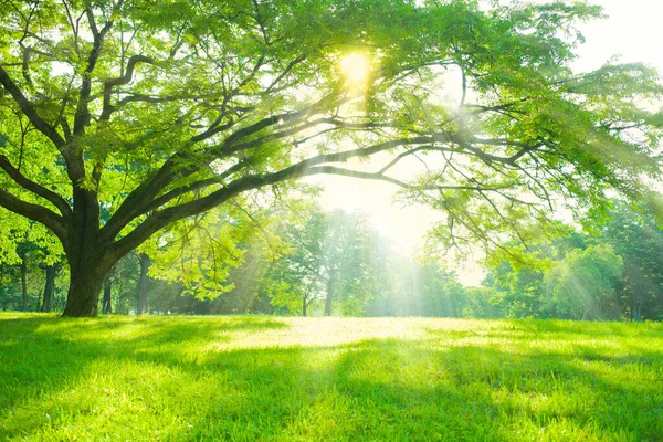 Lumina Soarelui Copac Grădină — Fotografie, imagine de stoc