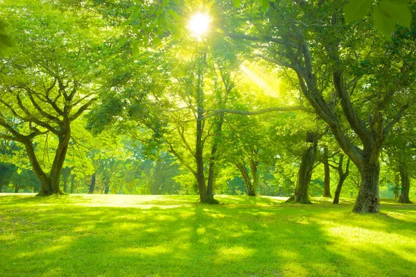 Luz Del Sol Del Árbol Jardín —  Fotos de Stock