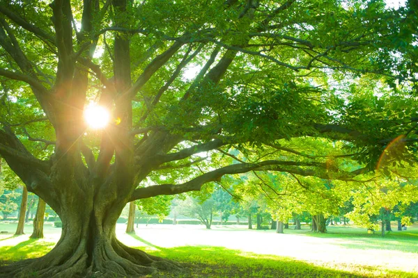 나무의 햇살은 아침에 — 스톡 사진