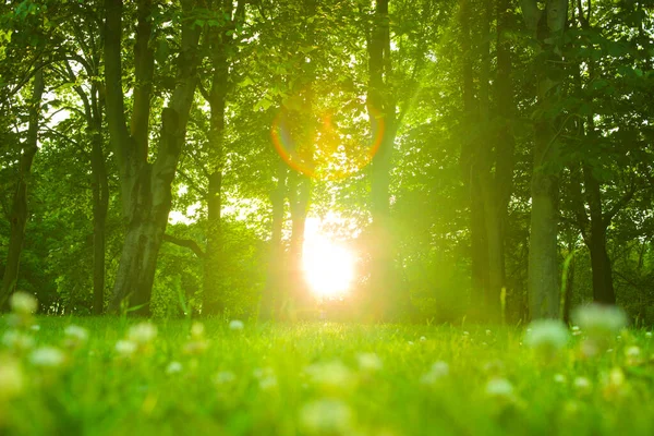 Padure Soare Dimineata — Fotografie, imagine de stoc