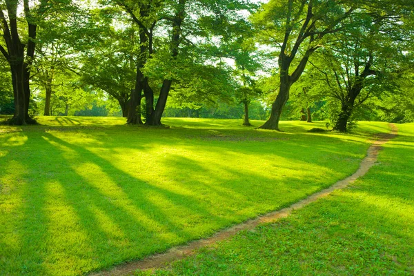 Зелений Сад Вранці — стокове фото