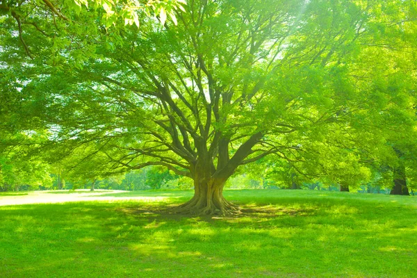 Πράσινο Δέντρο Πρωί — Φωτογραφία Αρχείου