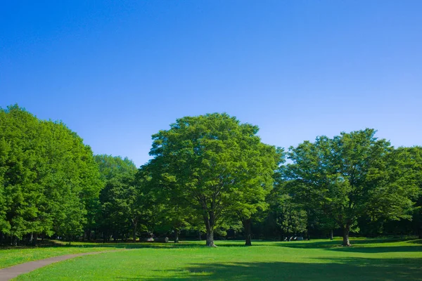 朝の緑の公園 — ストック写真