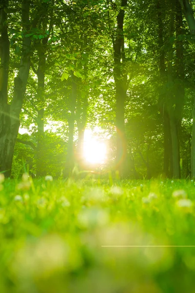 Floresta Luz Sol Parte Manhã — Fotografia de Stock