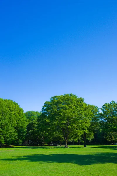 Parcul Verde Dimineața — Fotografie, imagine de stoc